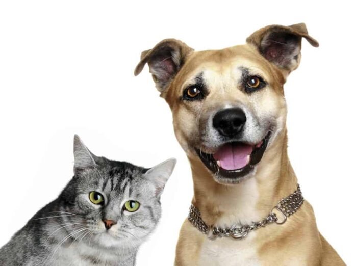pets