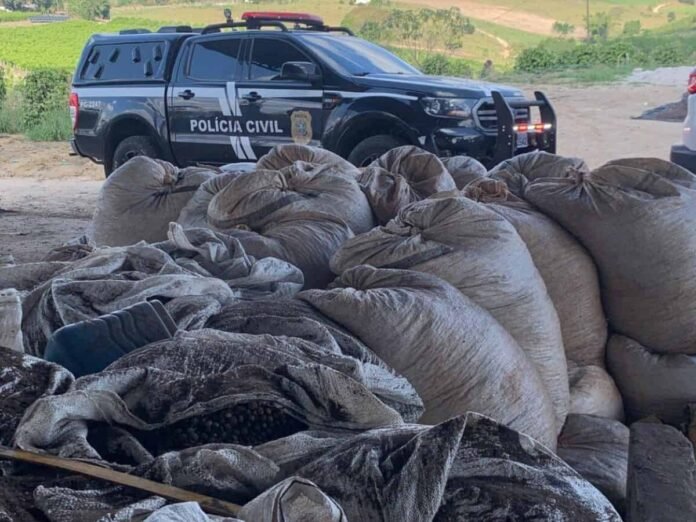 46 sacas de café (2)