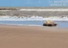 Elefante-marinho é flagrado descansando na areia de praia em Linhares
