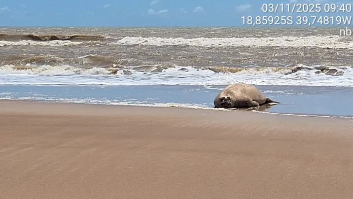 elefante-marinho-descansando-a-beira-da-agua-em-guriri-sao-mateus-2992631-article