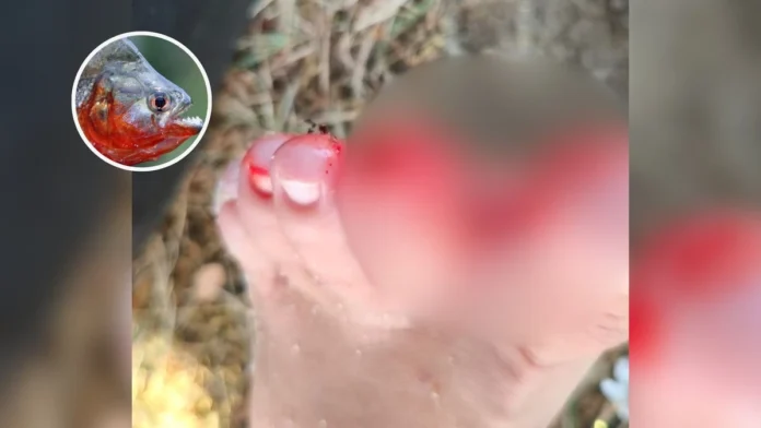 ataques-de-piranhas-assustam-banhistas-na-lagoa-nova-em-linhares-3083848-article