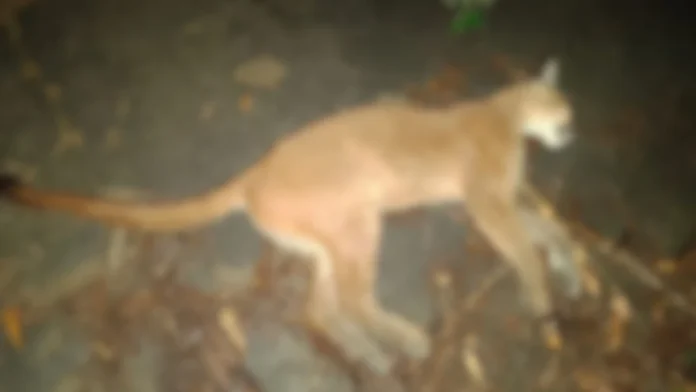 onca-parda-e-encontrada-morta-apos-ser-atropelada-em-aracruz-3114233-article
