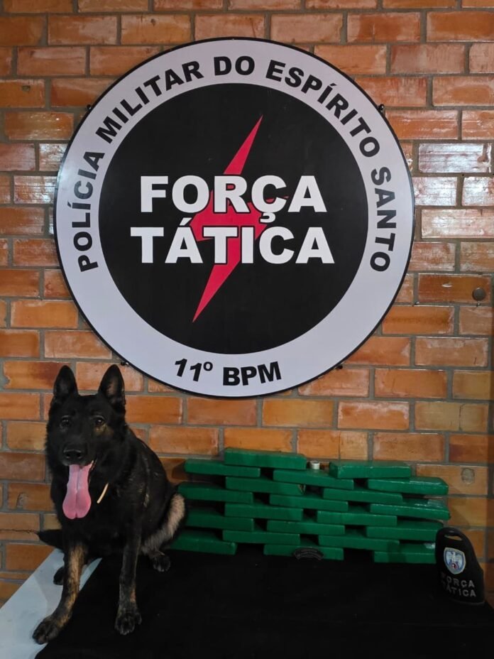 maconha apreensão