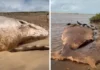 Duas baleias são encontradas mortas no litoral norte do Espírito Santo em menos de 24 horas