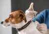 Linhares realiza vacinação antirrábica para cães e gatos em comunidades rurais neste sábado (25)