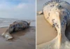 Baleia-jubarte é encontrada morta em praia de Linhares; caso é o 30º encalhe da espécie no Brasil em 2026