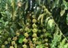 Pesquisa identifica nove genótipos de café canéfora com produtividade média de 140 sacas por hectare no Espírito Santo