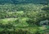 Holanda anuncia investimento de US$ 500 milhões em fundo de florestas